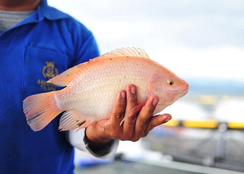 Tilapia from Regal Springs has been ASC certified. © Regal Springs Tilapia