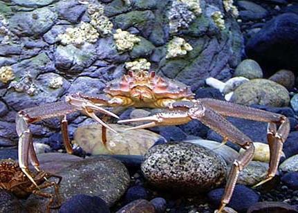 The future of adult Tanner crab is uncertain Photo: NOAA Fisheries