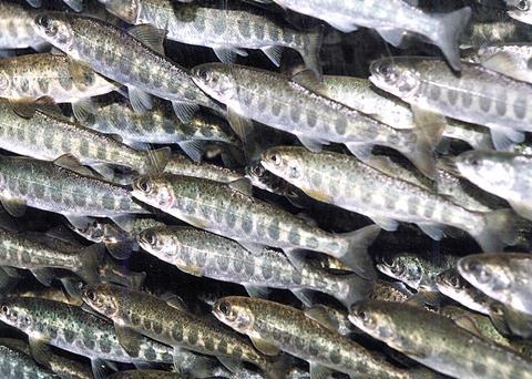 Salmon smolt. Credit: Frank Gregersen, © Nofima