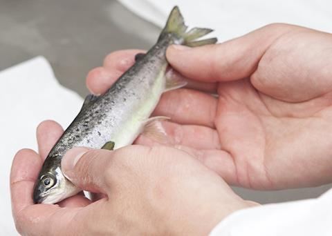 SuperSmolt: Oslo court rules in STIM’s favour