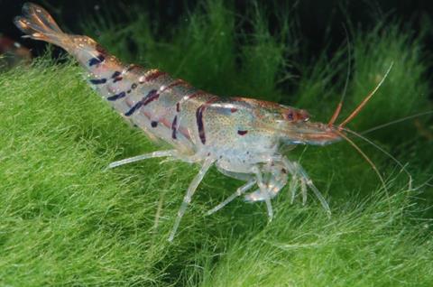 Ecuador is one of the main importers of shrimp to the United States Photo: Dirk Blankenhaus