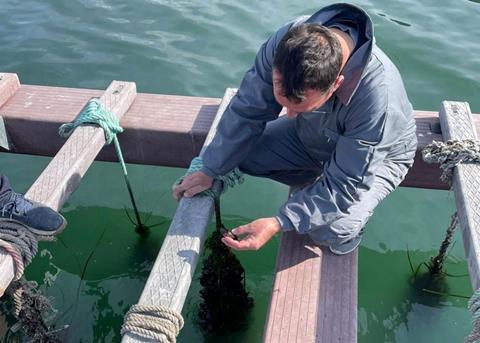 The growth in shellfish farming has declined in recent years Photo: European Commission