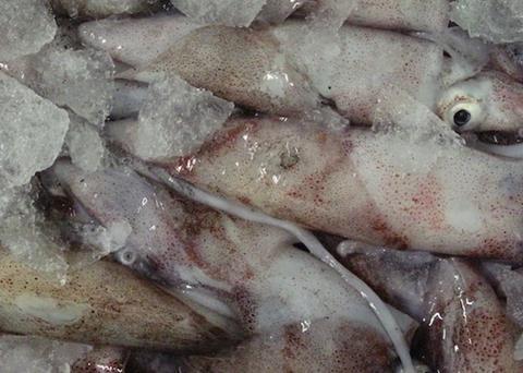 A task force is being created to help eradicate IUU squid fishing