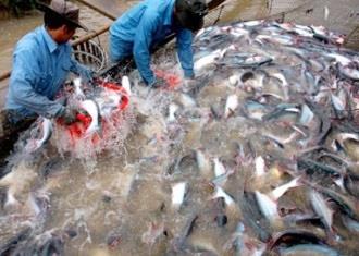 Production is up at Vietnam's fisheries