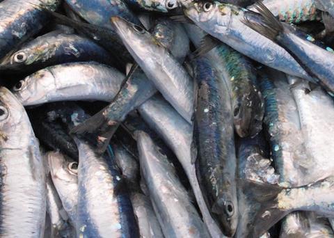 Ecuadorian FIP meets IFFO RS IP criteria