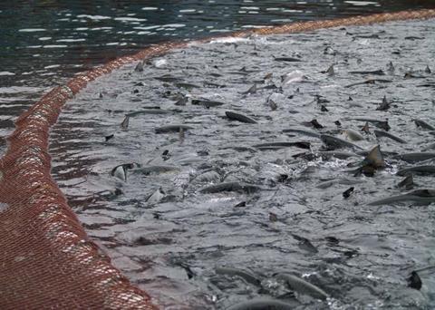 Mainstream Canada was “shaken and saddened” to discover a dead humpback at one of its farms. Credit: Mainstream Canada