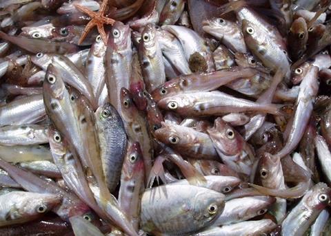 For North Sea stocks of haddock, scientific advice is being followed very closely. Credit: NOAA