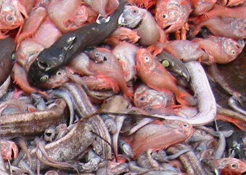 Orange Roughy catch. Credit: Stephen McGowan, Australian Maritime College, 2006/Marine Photobank