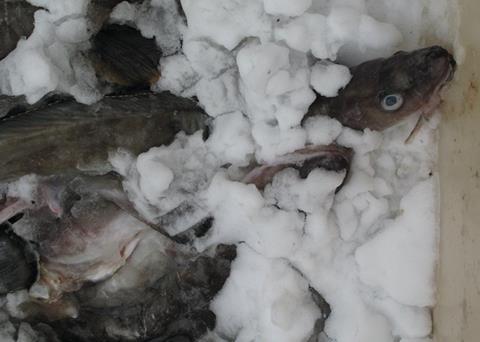 Faroese ling and tusk MSC certified