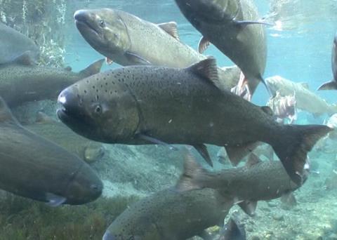 PCFFA endorses Alaska’s Measure 1