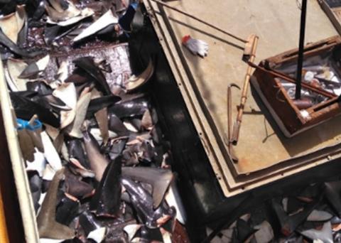 EJF evidence leads to fine and suspension