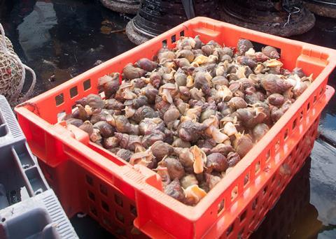The Granville Bay whelk fishery has become the first whelk fishery worldwide to enter MSC certification. Photo Marine Stewardship Council