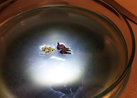 With its cryogenic technology, Planktonic claims to have found the answer to one of the greatest problems in fish farming - high mortality rates