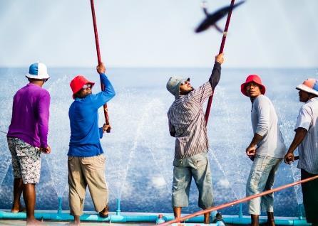 The MSC certified tuna is sourced from the Maldives from fishermen using the pole and line technique