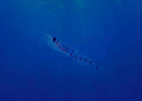 The Sustainable Fisheries Partnership has ranked the Antarctic krill fishery with an ‘A’ rating again Photo: Aker BioMarine
