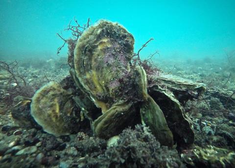 Oyster farmers in Brittany are trying to determine which factors affect the growth of spat Photo: Stephane Pouvreau