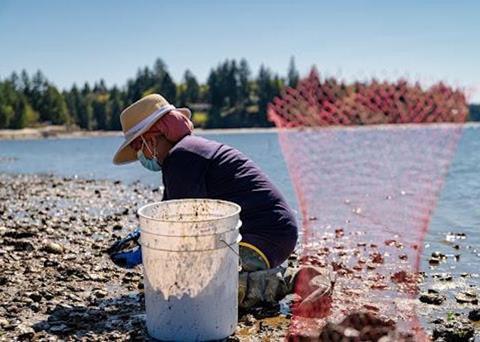 Farm manager Aisha Prohim harvesting oysters at Taylor Shellfish in Washington Photo: Aisha Prohim