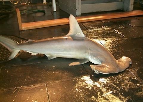 Scalloped hammerhead shark. Credit: NOAA
