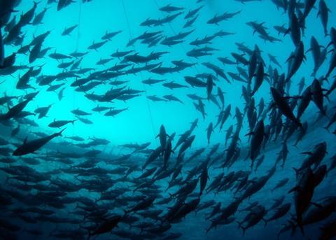 A report by the Worldwatch Institute says that aquaculture has been expanding steadily for the last 25 years and saw a rise of 6.2% in 2011. Credit: Marco Carè/Marine Photobank