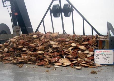 A scallop dredge catch from the Great South Channel. Credit: NEFSC/NOAA