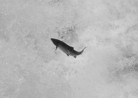 The new site will enable the company to supply Scottish salmon all year round. Photo: Roy Lathwell