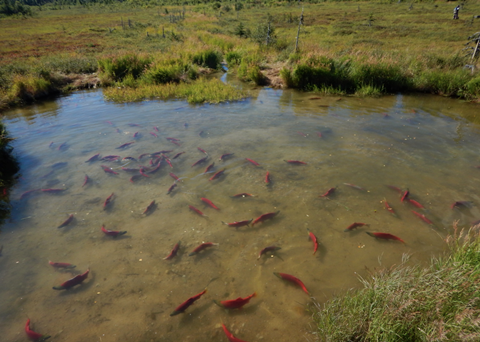 Researchers are studying what effect water temperatures have on sockeye salmon. Photo by Peter Westley.