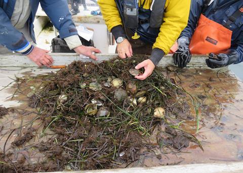 bottom drag examination