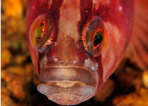 Baltic Sea species like Butterfish are under threat. Photo: Oceana/ Carlos Minguell