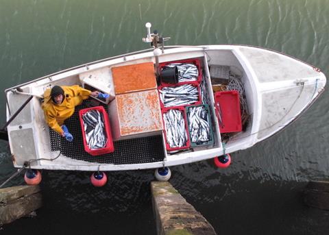 Mackerel fishermen fight 42% TAC cut