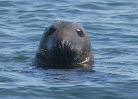 The TAC for grey seals remains the same. Credit: NOAA