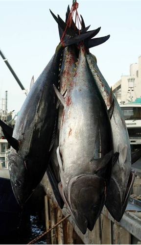 ICCAT is funding two research projects on Atlantic bluefin tuna. Credit: AFMA