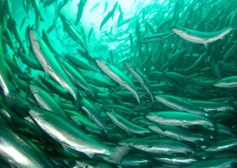 Aquaculture can be more sustainable