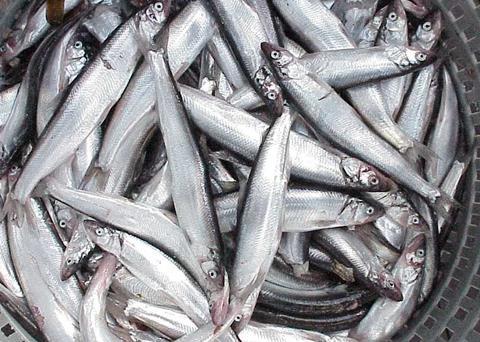 Pacific smelt. Credit: NOAA