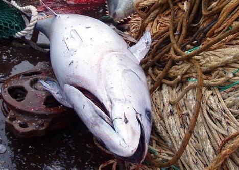 Bluefin tuna were unexpectedly found in east Greenland waters in August 2012