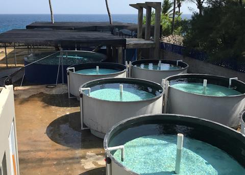 Kiliç Deniz produces 60 thousand tonnes of fish every year