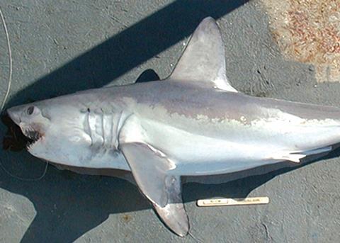 Porbeagle sharks have been listed in Appendix II. Credit: NOAA