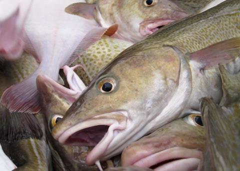 Europêche has hit back at claims that a European Commission plan for the Baltic Sea would lead to overfishing