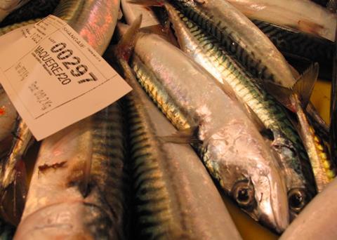 mackerel