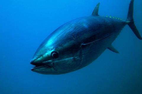 BluefinTuna