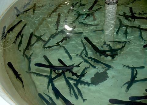 MSU researchers are monitoring paddlefish oxygen levels. Photo: MSU Ag Communications/Kat Lawrence