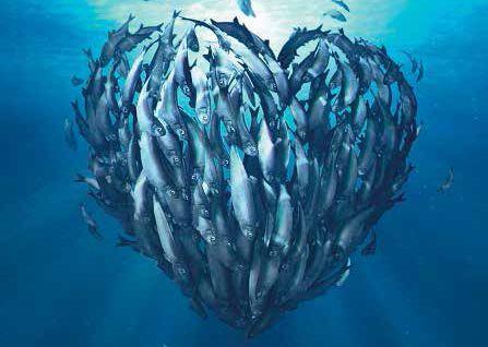 CodMarine is made from by-products from certified sustainable North East Arctic cod, haddock and saithe. Credit: Pharma Marine