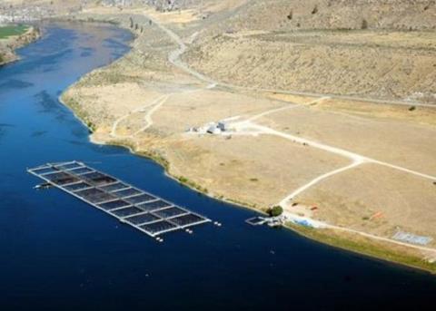 Pacific Seafood Group’s steelhead trout farm