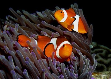 The last decade has been a period of progress in gaining a better understanding of the relationships between marine species and their habitats. Credit: Nick Hobgood