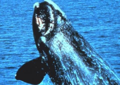 The protection of North Atlantic right whales is slowly improving. Photo: NOAA