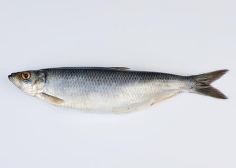 The two Icelandic companies have achieved MSC certification for their herring fisheries