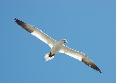 A northern gannet in flight. Credit: Thomas Bodey