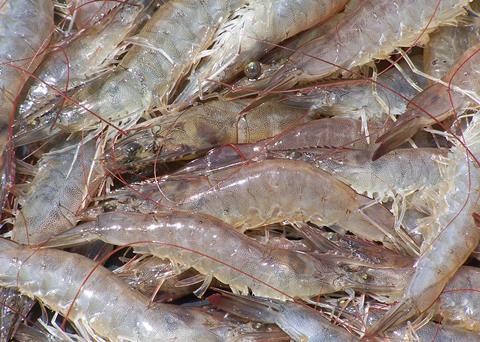 The shrimp farm is expected to be in operation before the end of the year