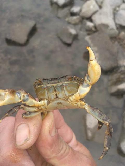 The Asian shore crab is an opportunistic species which may threaten British fish and shellfish populations