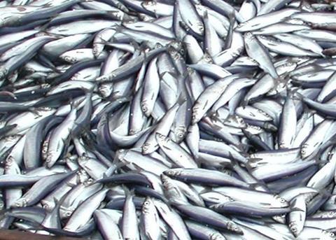 ICES provides advice on stocks including North Sea herring