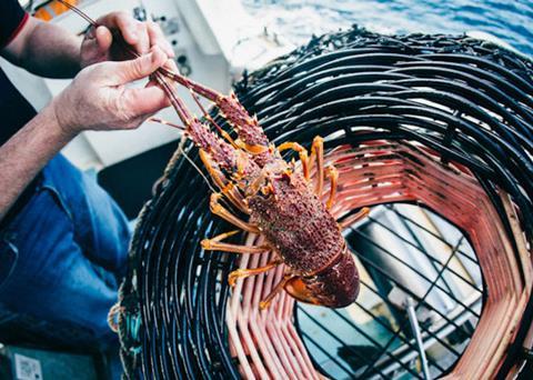 Air freight deal opens up Australian seafood exports to Asia
